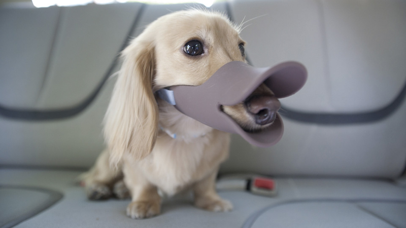 Illustration for article titled Everything You Need To Completely and Utterly Humiliate Your Pet
